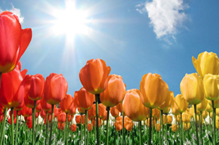 lombriz humus lumbricultura