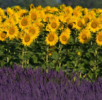 fertilizantes lombriz humus