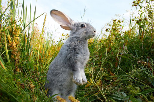 lombricultura Aragon